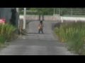 ひぐらし 「ふるさと」