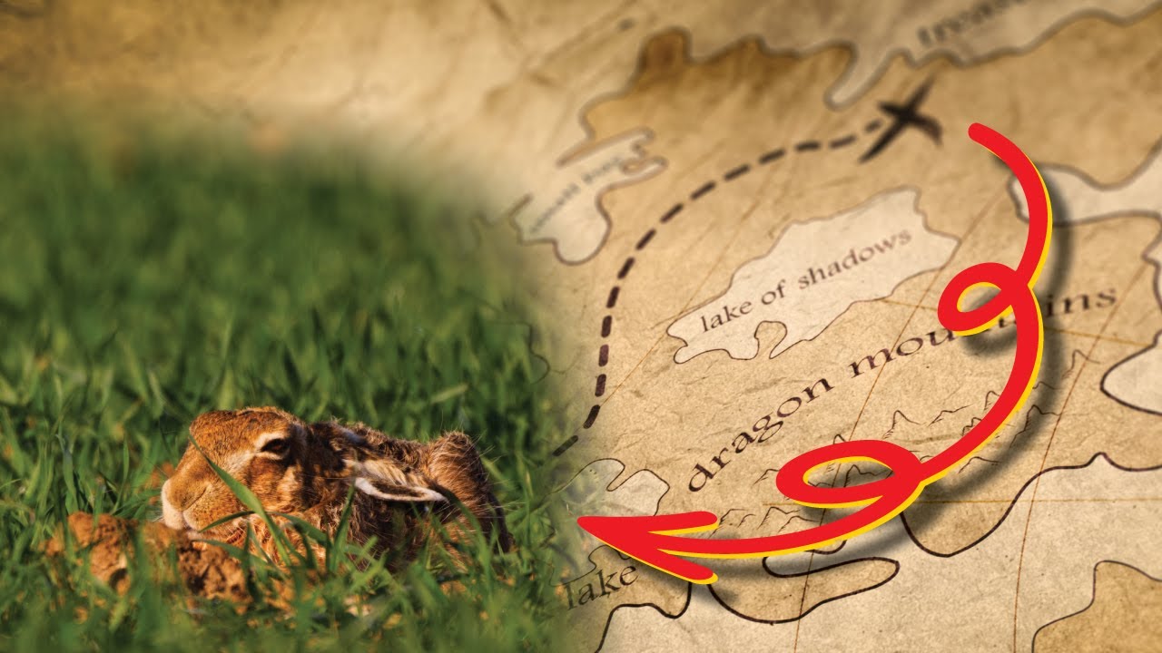 Using iNaturalist & eBird for Wildlife Tracking | Planning a Sweden Nature Expedition