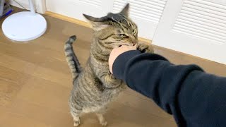 ご飯を与えてくれない飼い主に噛み付く猫...