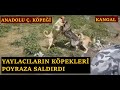 YAYLACILARIN 4 KÖPEĞİ POYRAZA SALDIRDI BAŞ EDEMEDİLER  POYRAZI ZAPT EDEMEDİM #poyraz #kangal #köpek