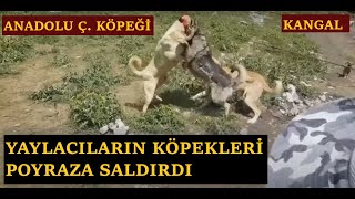 YAYLACILARIN 4 KÖPEĞİ POYRAZA SALDIRDI BAŞ EDEMEDİLER POYRAZI ZAPT EDEMEDİM #poyraz #kangal #köpek