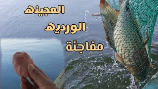 اليوم العجينه الورديه ربدتهن ربد