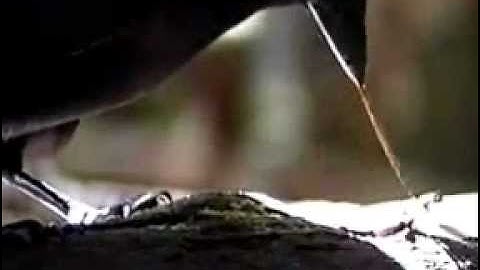 The crafting of hook tools by wild New Caledonian crows 360p