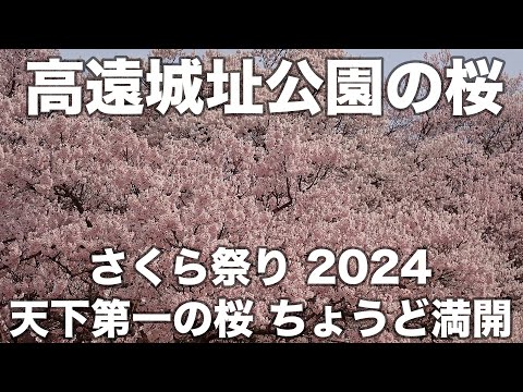 高遠城址公園の桜 2024年4月11日 さくら祭り2024 天下第一の桜はちょうど満開