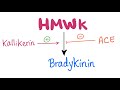 Kallikrein-Kinin​ System | Let’s Produce Bradykinin !