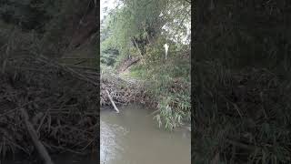 streik babon betik di kali ranjing #mancing #fishing #shorts