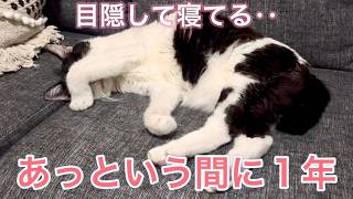 動物病院を開業して１年…先生が思う事【愛猫れいちゃん】#cat #猫 #保護猫