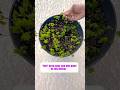 How to prune mint for fresh spring growth (60 second guide)