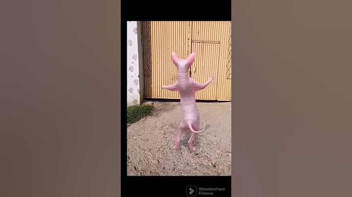 le chat qui danse