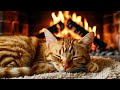 Cozy Night Cat Purring and Fireplace Sounds 1Hr 4k 🐱🔥 | Relaxing Sleep &amp; Study ASMR