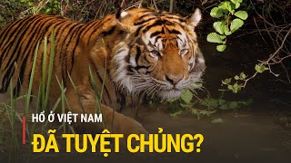 21 năm không thấy ngoài tự nhiên, hổ ở Việt Nam đã tuyệt chủng? | Truyền hình Quốc hội Việt Nam
