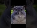 #repost #trend #humour #brainrot #funny #funnyvideo #humourmemes #flop #fypシ #lyricvideo #viral