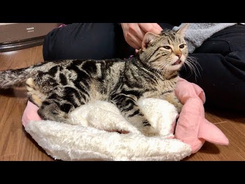 新しいふかふか猫用ベッドをプレゼントしたら気持ち良すぎてダメになってしまった猫ｗ