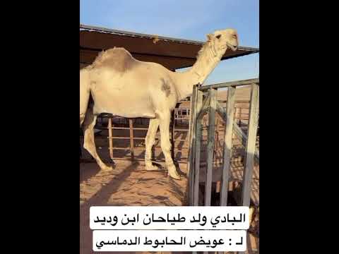 جديد عويض الحابوط الدماسي 