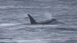 ORCA Encounter  28 March 2024: T036As and T100s