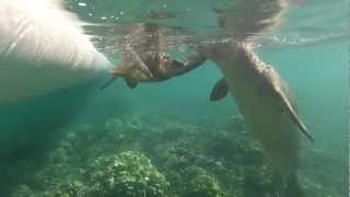 Rare Hawaiian Monk Seals Interacting with Green Sea Turtle. Never seen before! 3.18.13 (part 2)