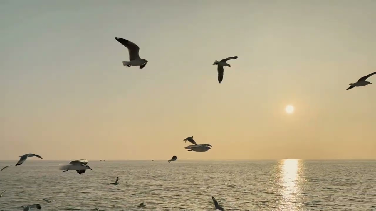 Sweet moment of feeding seabirds at sunset- Saint Martin 