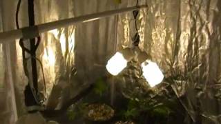 my uncles cloning tent part 1
