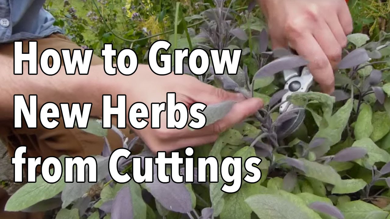 Discussion on this topic: How to Grow Cuttings from Established Plants, how-to-grow-cuttings-from-established-plants/ Discussion on this topic: How to Grow Cuttings from Established Plants, how-to-grow-cuttings-from-established-plants/