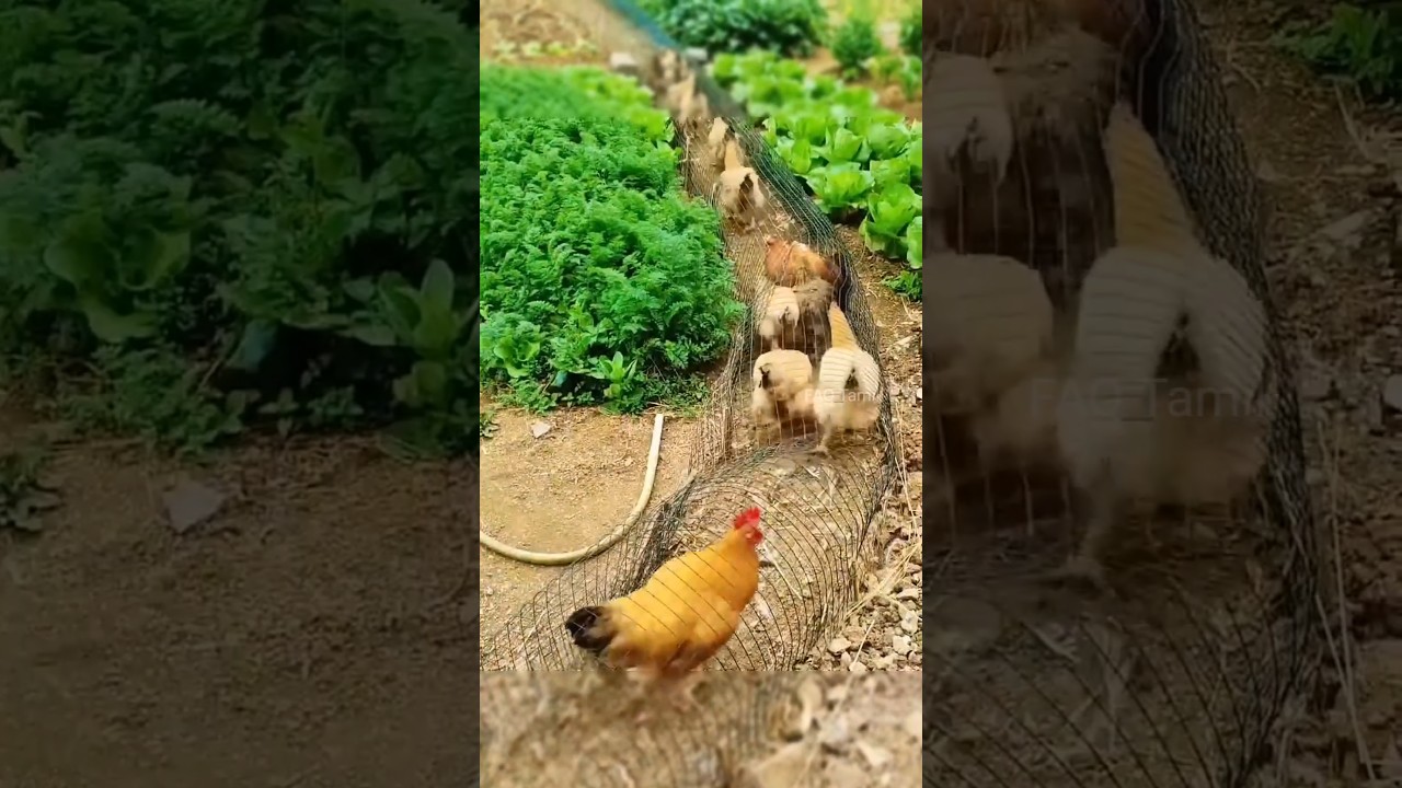 This Genius “Tunnel Farm” Design Changed Chicken Farming Forever 🐔 