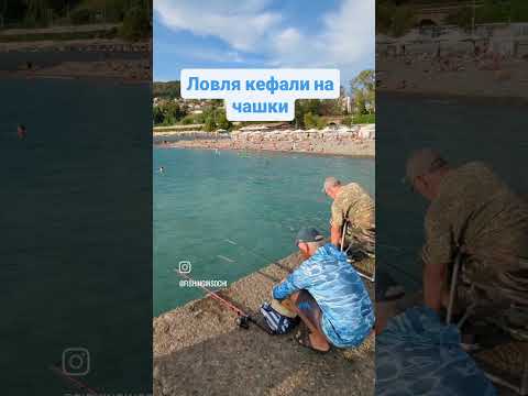 Как ловить кефаль?