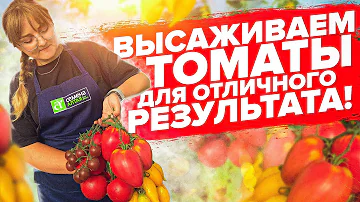 КАК ВЫСАДИТЬ ПЕРЕРОСШИЕ ТОМАТЫ, ЧТО ПОЛОЖИТЬ В ЛУНКУ ПРИ ПОСАДКЕ, МЕТОДЫ ПОСАДКИ РАССАДЫ ТОМАТОВ!