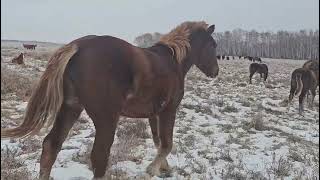 Вести с полей табунное коеводство. Какие жеребцы остаются ещё на год. #лошади #природа #horses