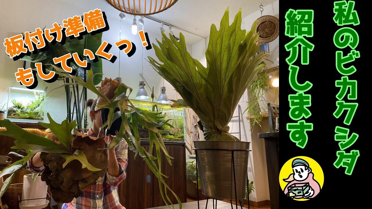 ビカクシダ】私のビカクシダ紹介します（板付けもしていくので準備と