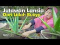 Jutawan Lansia dari Lidah Buaya