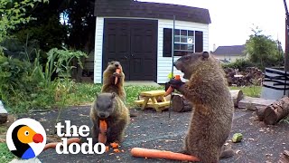 Groundhog Caught Destroying Guy's Garden Brings His Whole Family For Dinner | The Dodo by The Dodo 920,852 views 5 days ago 3 minutes, 30 seconds