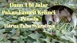 Daun Ubi Jalar Pakan Favorit Kelinci Pemula Harus Tahu Syaratnya