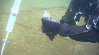 DFWI Asian Clam Experiments November 23, 2010 031.AVI