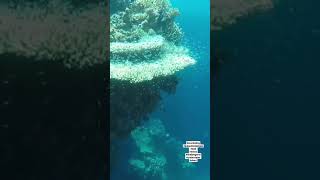 snorkeling menjangan island west bali #snorkeling #shorts #nemo #hiddengems #underwater #deepbluesea