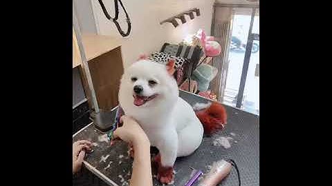 Cắt tỉa lông chó Phốc sốc trắng, tẩy trắng lông phốc sốc và nhuộm lông chó Phốc sốc | Pet Nha Trang