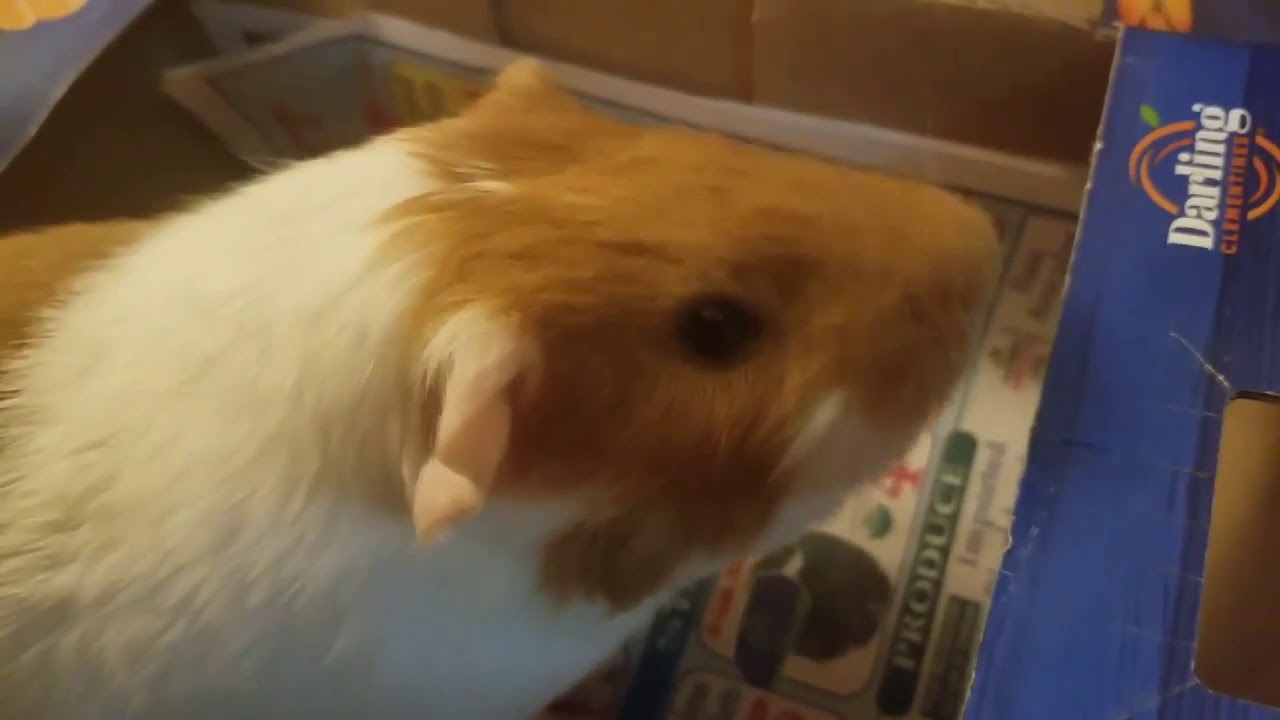 TEETH CHATTERING BETWEEN 2 GUINEA PIGS!!! WHO'S ANGRY NOW???