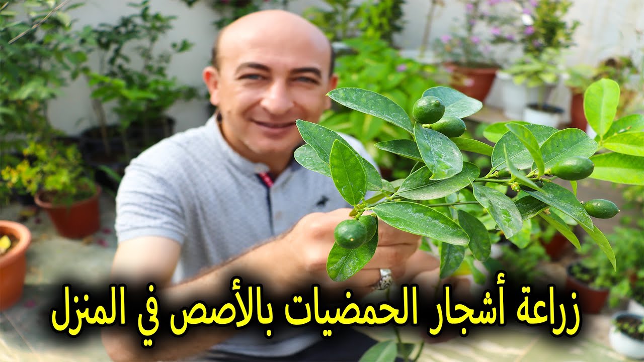 زراعة أشجار الحمضيات بالأصص و تثمر بنفس العام