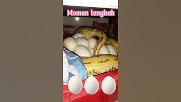Momen langkah melihat langsung ular bertelur. #python