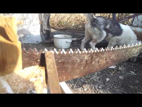 ხერხის გალესვა სამკუთხა ქლიბით:);)