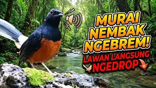 MURAI NEMBAK NGEBREM! BIKIN LAWAN CIUT NYALI 
