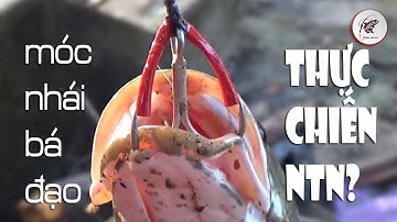 Cách Móc Nhái Câu Cá Lóc Bá Đạo - Thực Chiến Tinh Mơ