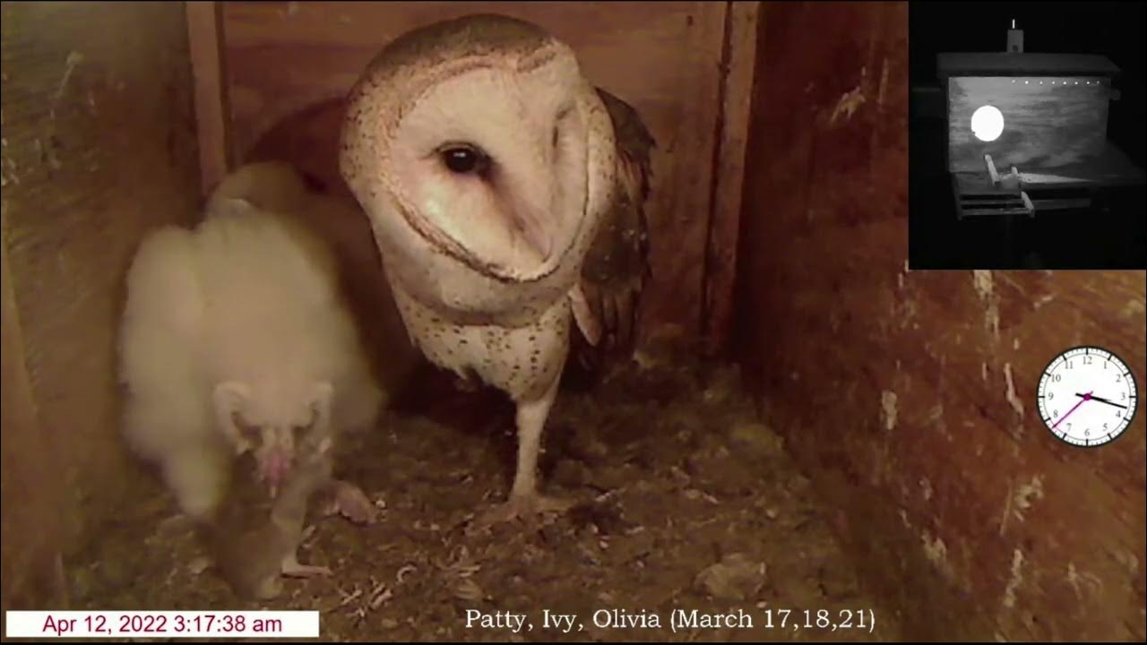 Ivy takes first peek out window. Syd finds a small gopher and gives to