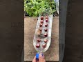 Aprende a cultivar tus propias hortalizas con hidroponía 🥬💧 #hidroponia