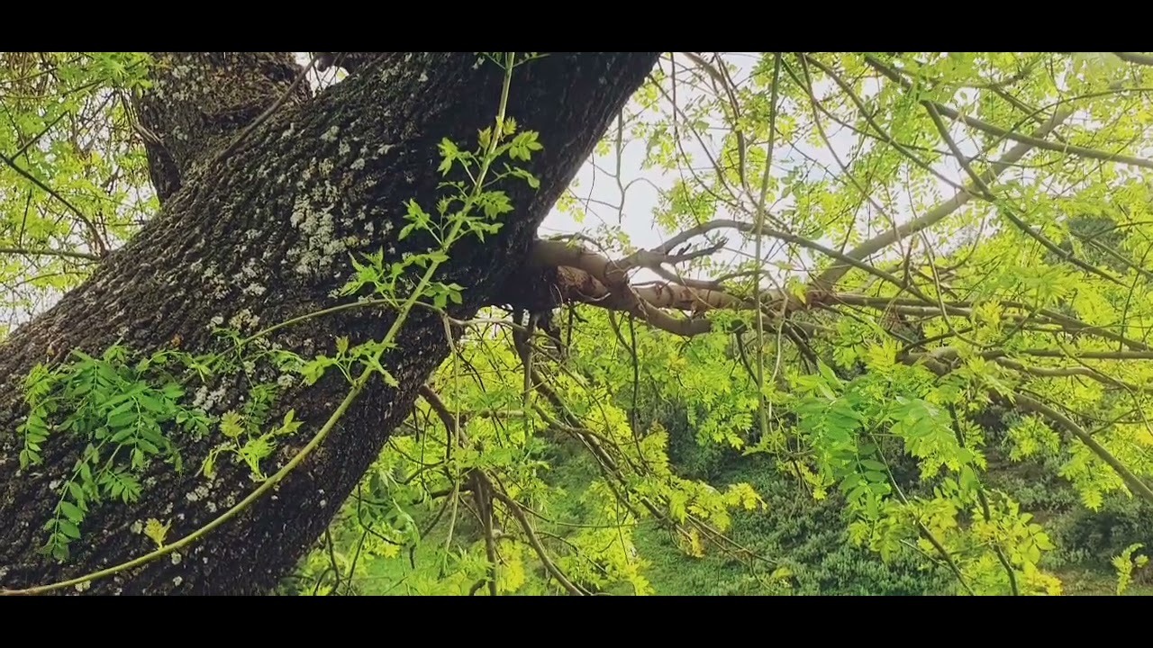 جمال الطبيعة يعلمنا ان الهدوء نعمة،وأن التأمل راحة للروح🌿🌱🌺 اللهم ارزقنا راحة القلب وطمأنينة النفس🤲