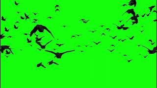 itachi crows dissappear green screen HD غربان ايتاشى خلفية خضراء