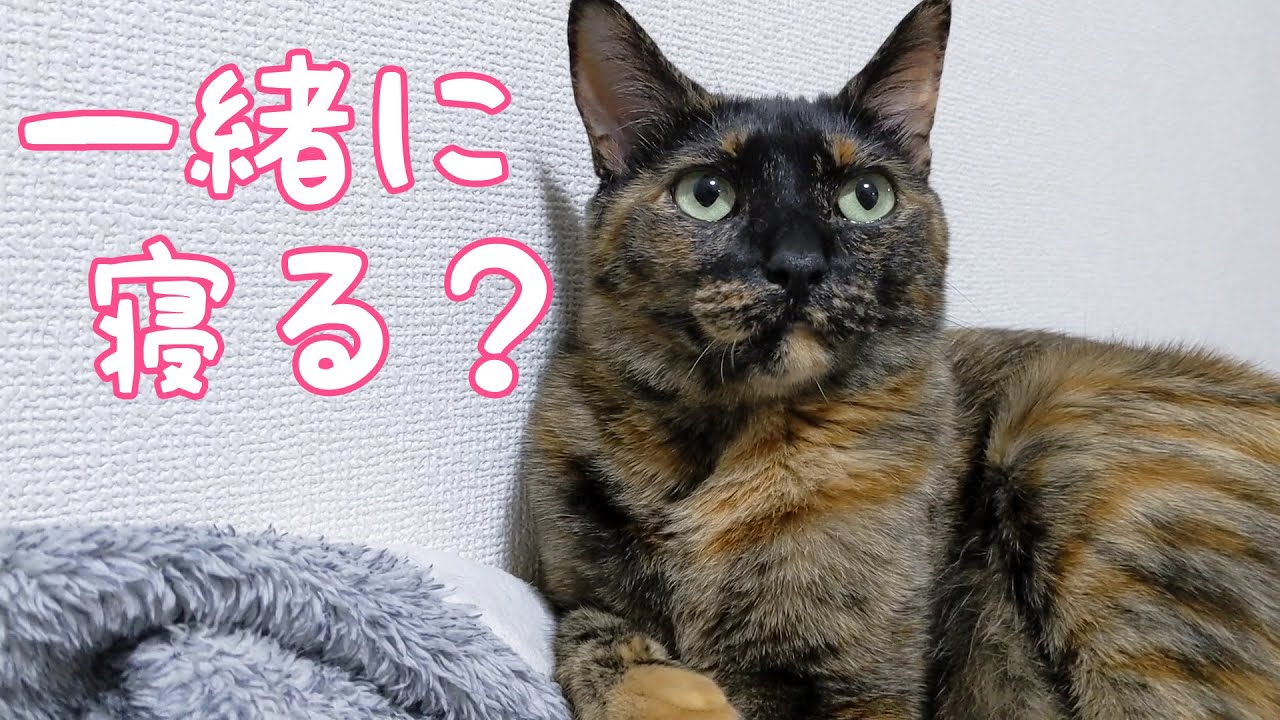 ママが寝る時間になるまで待っててくれる猫たち Youtube ママが寝る時間になるまで待っててくれる猫たち Youtube