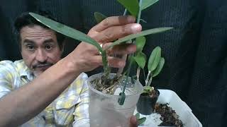 Cattleya Repotting (Bifoliate)