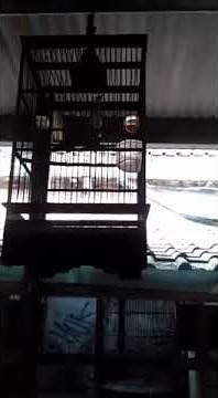 Masteran Pijantung ngekek panjang