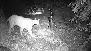 Cookie, the mountain lion checking out a motion sensor camera in Trabuco Canyon