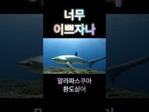 긴꼬리상어 환도상어의 매력❤️#더잘난 #다이빙 #말라파스쿠아 #환도상어##번개맨 #<strong>씨앤소울</strong>#솔다이버스 #모여라딩동댕