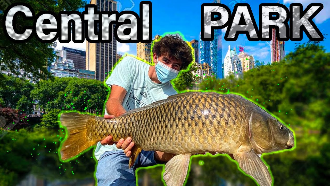 Monstrous Fish in The CONCRETE JUNGLE (The Lake, Central Park) Topwater Carp Fishing NYC! YouTube